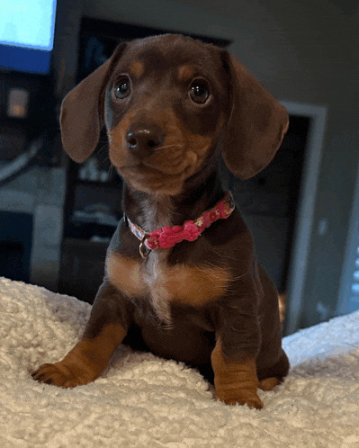 a brown and tan puppy wearing a pink collar is sitting on a white blanket