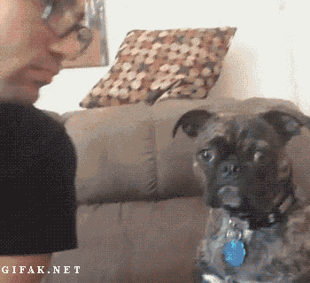 a dog with a blue tag on its neck is looking at a man on a couch ..