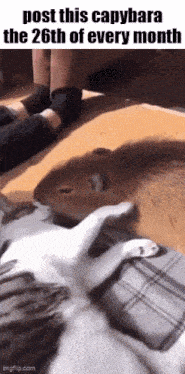 a picture of a capybara laying on a cat 's lap