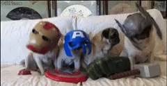 Avengers Pugs GIF - Avengers Pugs Cute GIFs