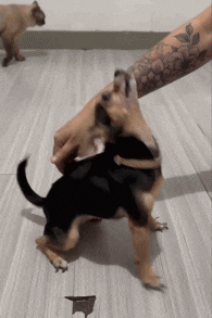 a person with a tattoo on their arm is playing with two small dogs on the floor