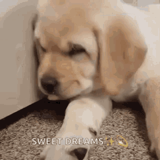 Sleeping Dog GIF - Sleeping Dog Golden Retriever GIFs