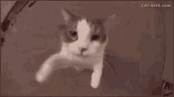 a close up of a cat looking at the camera .