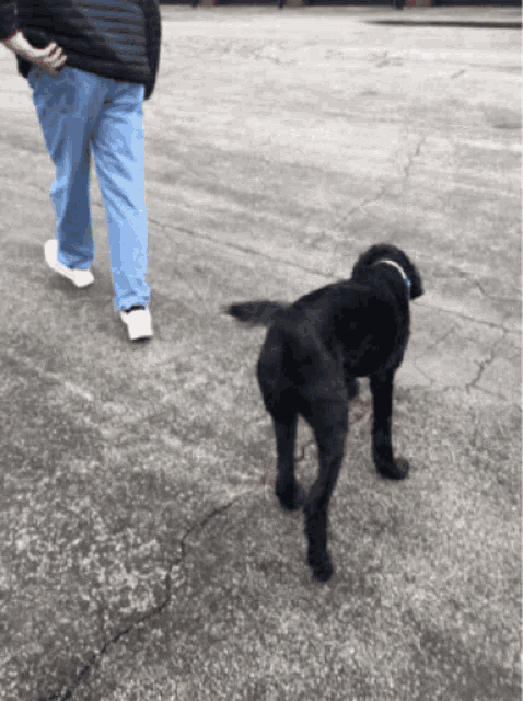 a man is walking a dog on a leash