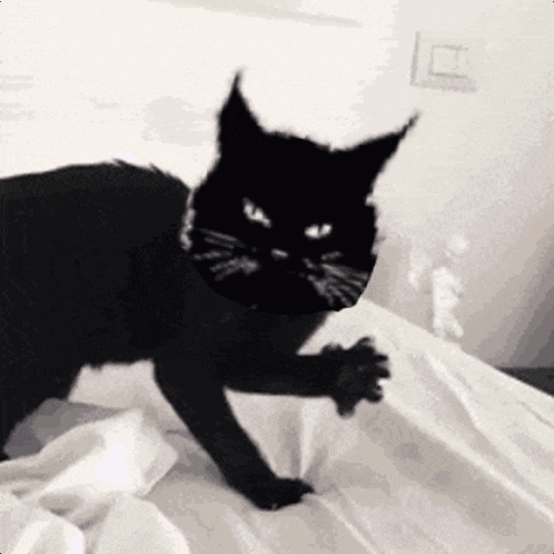 a black cat is laying on a bed with a white blanket