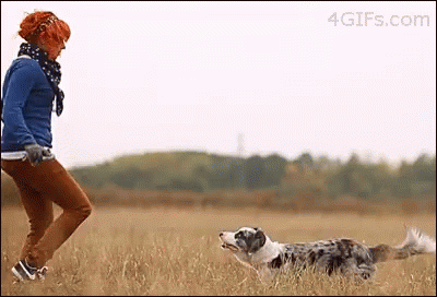 Dogs Animals GIF - Dogs Animals Awesome GIFs