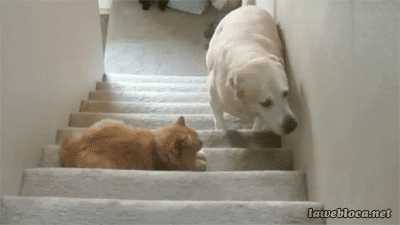 Leave Me Alone GIF - Cats Dogs Run GIFs