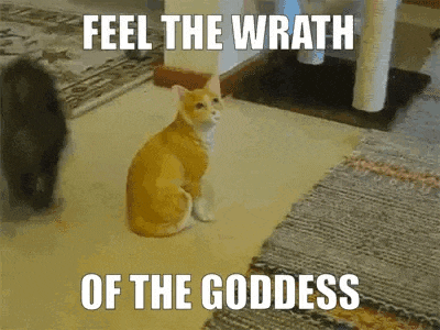 a cat is sitting on the floor with the words " feel the wrath of the goddess " above it