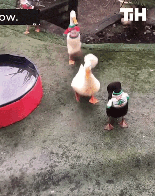 Ducks This Is Happening GIF - Ducks This Is Happening Ugly Sweater GIFs