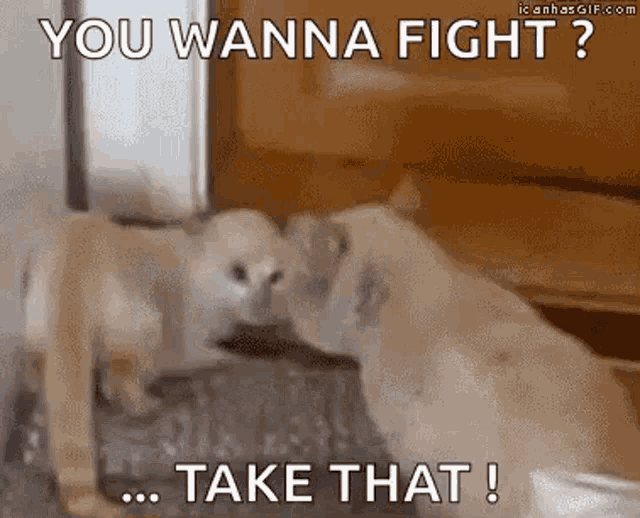 Cat You Wanna Fight GIF - Cat You Wanna Fight Take That GIFs