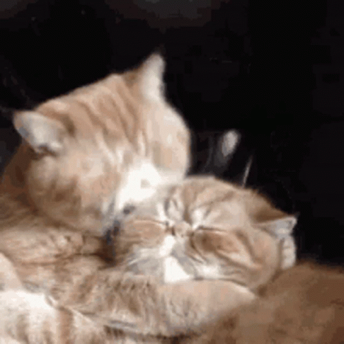 Kiss Cat GIF - Kiss Cat Cuddle GIFs