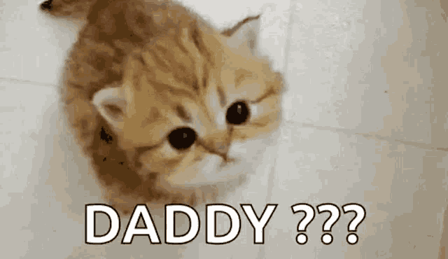 a kitten is sitting on the floor and looking up at the camera with the words `` daddy '' .