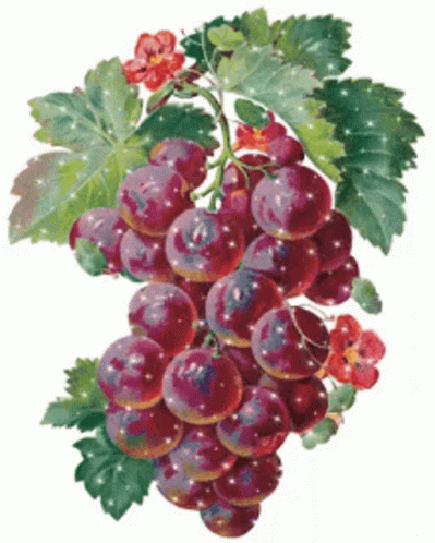 Grapes Fruits GIF