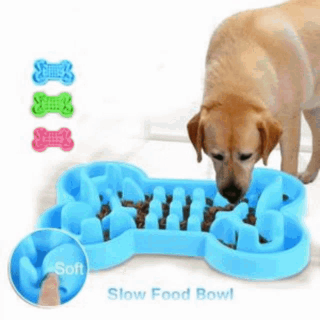a dog is eating food from a blue slow food bowl shaped like a bone .