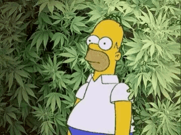 a cartoon of homer simpson standing in front of a marijuana plant