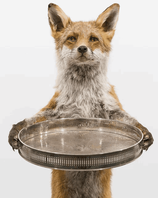 a stuffed animal fox holds a silver tray in its paws