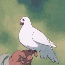 Doves Shy GIF - Doves Shy GIFs