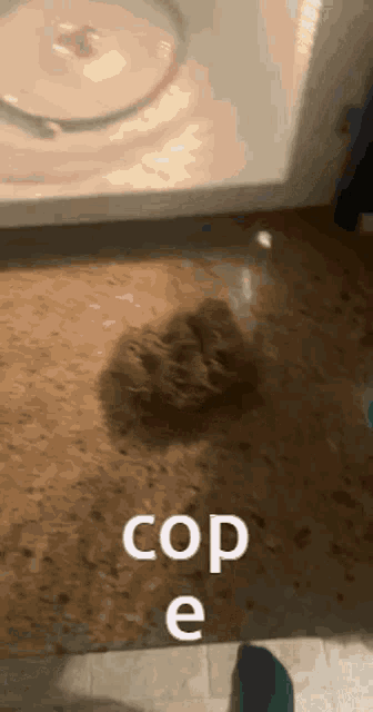 a cat is laying on the floor next to a toilet with the words cop e written on the floor .