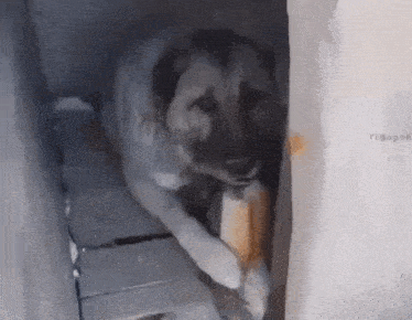 a dog is laying in a corner of a room with a bottle in its mouth .