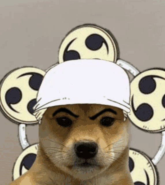 a dog wearing a white hat is surrounded by circles