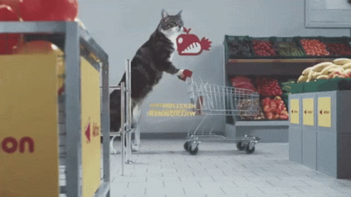 Shopping Cat GIF