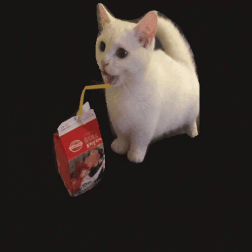 Cat Cat Bouncy GIF - Cat Cat Bouncy Bouncy GIFs