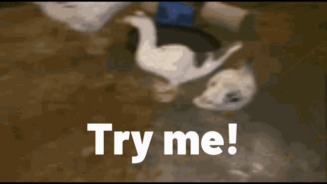 Challenge Accepted Try Me GIF - Challenge Accepted Try Me GIFs