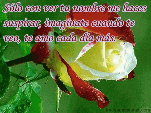 a yellow and red rose with the words solo con ver tu nombre me haces written below it