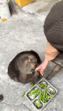 a person is feeding a monkey green peppers from a metal tray