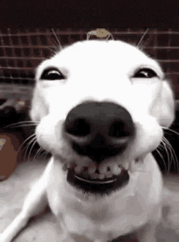 Mad Dogs GIF - Mad Dogs Cute GIFs