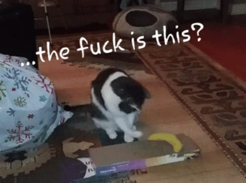 The Fuck Is This Cat GIF - The Fuck Is This Cat Confused GIFs