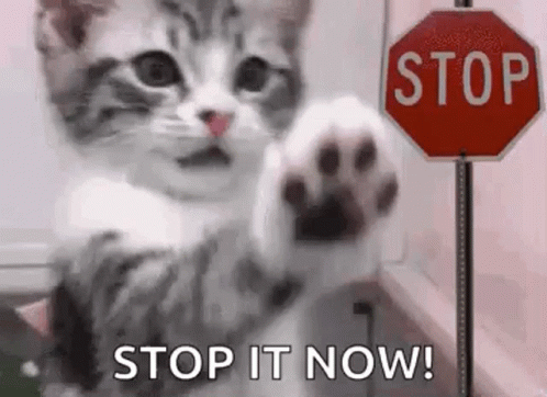 Cat Stop GIF - Cat Stop Stop It Now GIFs