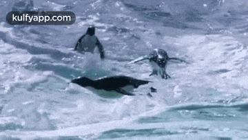 a group of penguins are swimming in the water .