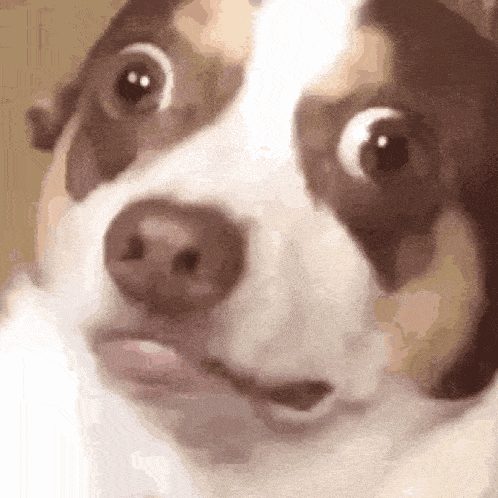 a close up of a brown and white dog 's face with a surprised look on its face .