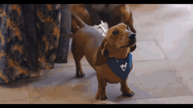 a dachshund wearing a blue bow tie looks up at the camera