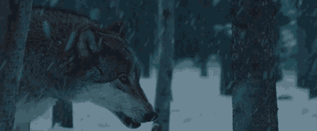 a wolf with its mouth open is standing in the snow