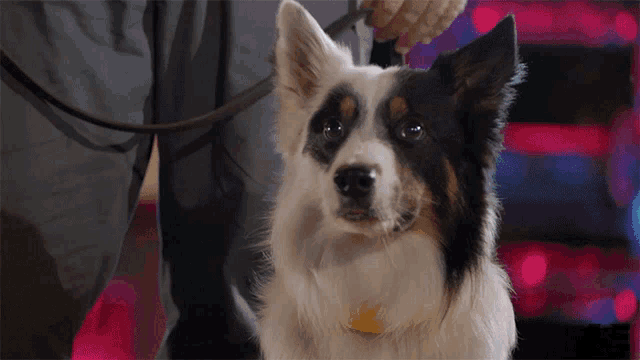 a black and white dog with a yellow tag on its neck looks at the camera