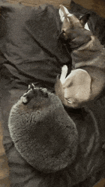 Fat Raccoon GIF - Fat Raccoon GIFs