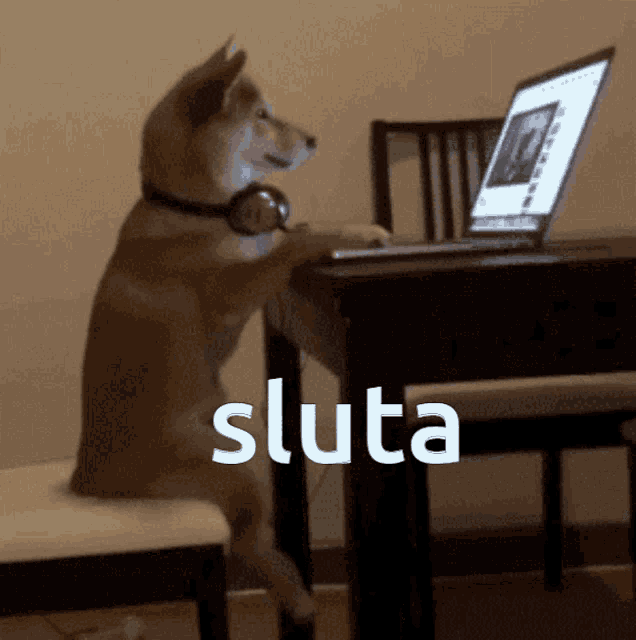 a dog wearing headphones sits at a desk with a laptop and the word sluta written on the bottom