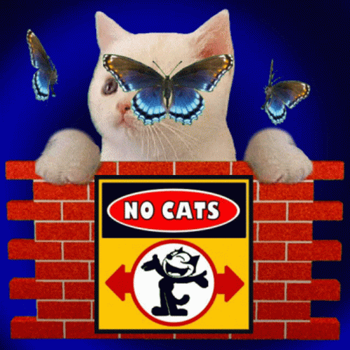 Wot No Cats No Kittens GIF - Wot No Cats No Kittens Cats Not Allowed GIFs
