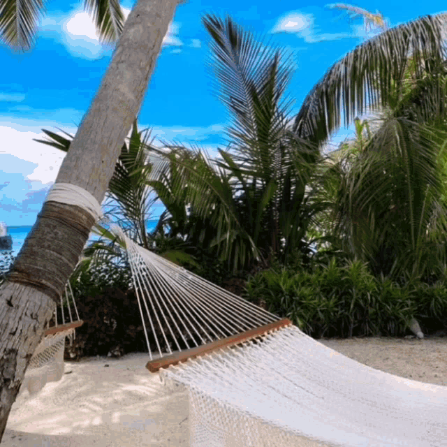 a hammock is tied to a palm tree on a tropical beach