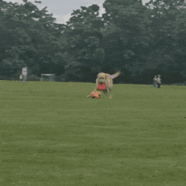 a dog is playing with a soccer ball and a frisbee