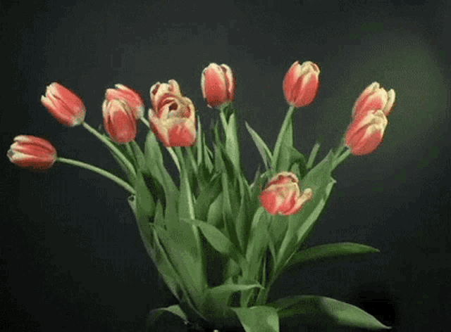 a bunch of red and yellow flowers with green leaves