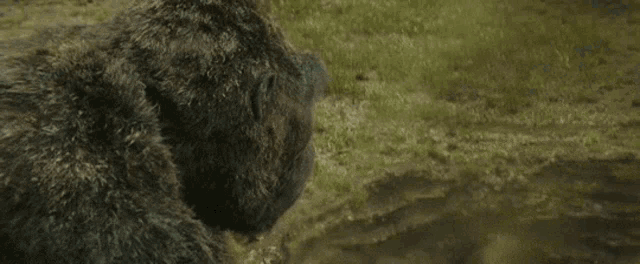 a close up of a bear standing in a field of grass