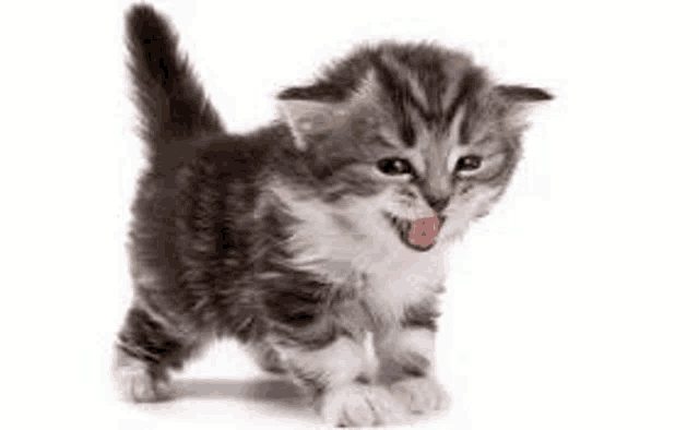 a gray and white kitten is walking on a white background and licking its nose .