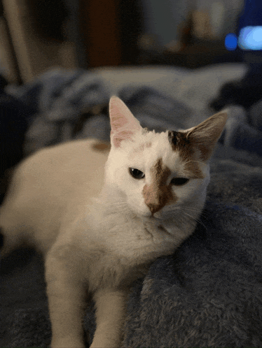 a white cat with a brown spot on its nose is laying on a bed