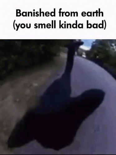 Cat Smell GIF - Cat Smell Bad GIFs