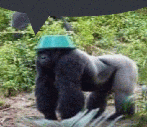 Gorilla Hat GIF - Gorilla Hat Speech Bubble GIFs