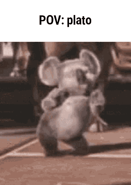 a koala bear is standing on its hind legs on a sidewalk with a caption that says pov : plato .