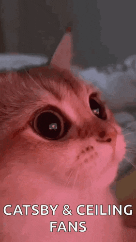 a close up of a cat 's face with a caption that says catsby & ceiling fans .